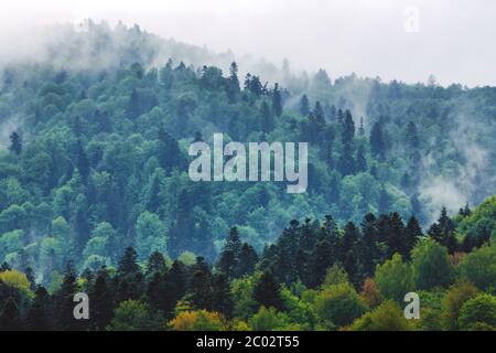 Vue panoramique exceptionnelle sur la forêt et les montagnes carpathes au printemps. Bieszczady, Pologne. Banque D'Images