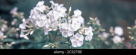 Phlox blanc dans le jardin. Magnifique champ de prairie avec fleurs blanches. Fleurs sauvages de printemps ou d'été en gros plan. Concept de soins de santé. Champ rural. Banque D'Images