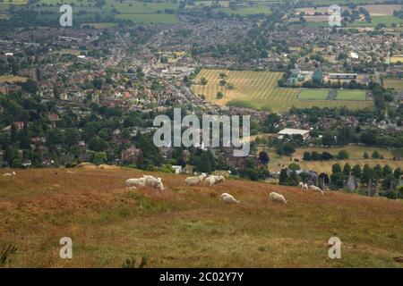 Moutons paissant sur les collines de Malvern surplombant la ville de Great Malvern. Banque D'Images