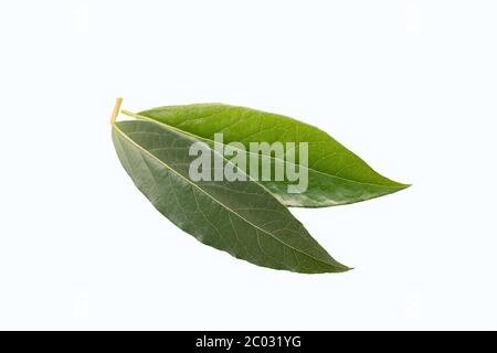 Laurel, Laurus nobilis feuilles isolées sur fond blanc Banque D'Images