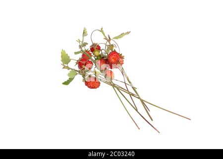 petit bouquet de forêt, fraises parfumées sur branche avec feuilles isolées sur fond blanc. Banque D'Images
