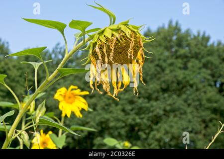 Tournesols après sa fleur avec des pétales séchés Banque D'Images