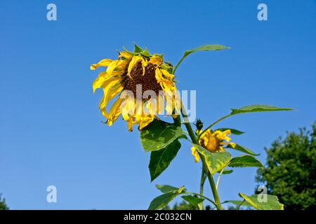 Tournesols après sa fleur avec des pétales séchés Banque D'Images