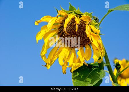 Tournesols après sa fleur avec des pétales séchés Banque D'Images