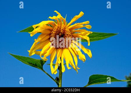 Tournesols après sa fleur avec des pétales séchés Banque D'Images