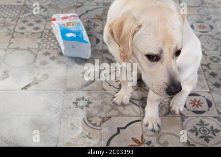 Chien avec l'expression coupable s'assoir près de mess sur le sol de la cuisine. Chien méchant. Banque D'Images