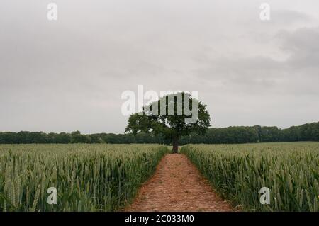 Arbre seul sur le sentier Banque D'Images