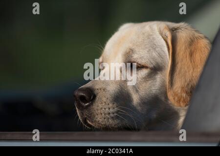 Fidèle labrador chien assis en voiture et regardant par la fenêtre. En attendant son propriétaire Banque D'Images