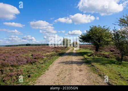 Train de randonnée dans le Parc National de Hoge Veluwe aux pays-Bas Banque D'Images