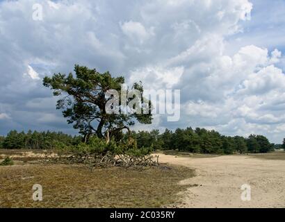 Parc national de Hoge Veluwe dans l'est des pays-Bas Banque D'Images