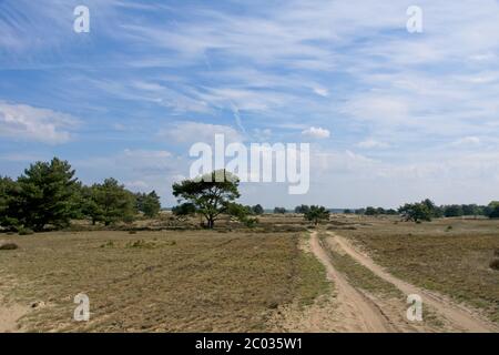 Parc national de Hoge Veluwe dans l'est des pays-Bas Banque D'Images