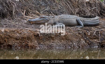 Les alligators adultes de grande taille se prélassent sur la rive de la rivière dans le nord de la Floride, se réchauffant après la brumation, alors que l'hiver se transforme en printemps, la saison d'accouplement arrive Banque D'Images