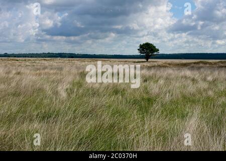 Été dans le Parc National de Hoge Veluwe dans l'est des pays-Bas Banque D'Images