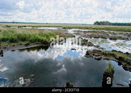 Été dans le Parc National de Hoge Veluwe dans l'est des pays-Bas Banque D'Images