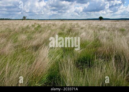 Été dans le Parc National de Hoge Veluwe dans l'est des pays-Bas Banque D'Images