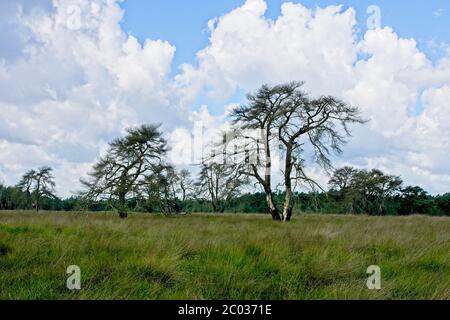 Été dans le Parc National de Hoge Veluwe dans l'est des pays-Bas Banque D'Images