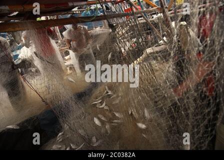 Pêcheurs collectant les poissons capturés à partir d'un filet de chalut sur un bateau amarré au port de pêche communautaire de Cilincing, dans le nord de Jakarta, en Indonésie. Banque D'Images