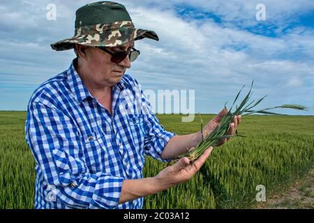 Un agronome ou un agriculteur dans un champ de grain qu'il contrôle. Examine l'apparence de l'arbre et du système racinaire ainsi que la qualité du grain. Banque D'Images