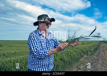 Un agronome ou un agriculteur dans un champ de grain qu'il contrôle. Examine l'apparence de l'arbre et du système racinaire ainsi que la qualité du grain. Banque D'Images