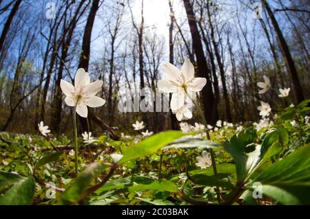 l'anémone blanche fleurit au lever du soleil dans la forêt Banque D'Images