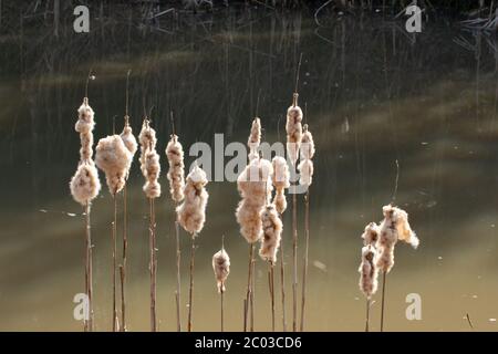 Queues avec des cobes brun clair dans un lac, typha Banque D'Images