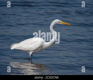 Grand Egret se nourrissant le long d'une plage du nord de la Floride sur l'Atlantique, connu comme l'aigreet commun, grand aigreet, grand aigreet blanc ou grand héron blanc Banque D'Images