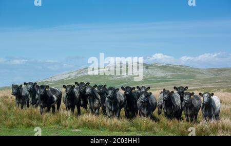 Troupeau de bovins Blue Grey sur la lande, au bord de Wild Boar Fell, Cumbria, Royaume-Uni. Banque D'Images