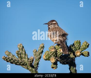 Cactus mâle wren perchée sur un Cylindropuntia fulgida, la corolle sauteuse, la chaîne pendante, la Cactus Chola en Arizona, faisant une pause de la construction de nids Banque D'Images