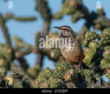 Cactus mâle wren perchée sur un Cylindropuntia fulgida, la corolle sauteuse, la chaîne pendante, la Cactus Chola en Arizona, faisant une pause de la construction de nids Banque D'Images