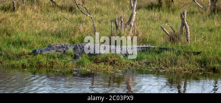 Les alligators adultes de grande taille se bassent dans l'herbe sur la rive de la rivière dans la Géorgie côtière, se réchauffant de la brumation alors que l'hiver se transforme en saison d'accouplement au printemps Banque D'Images