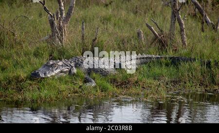 Les alligators adultes de grande taille se bassent dans l'herbe sur la rive de la rivière dans la Géorgie côtière, se réchauffant de la brumation alors que l'hiver se transforme en saison d'accouplement au printemps Banque D'Images