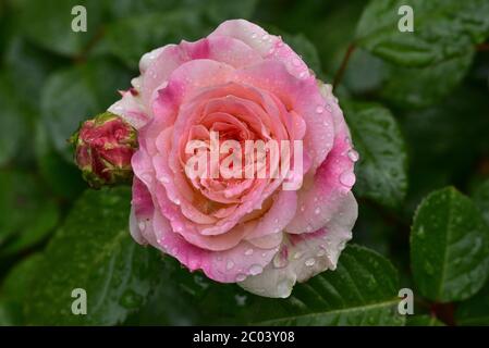 Fleurs adorables et romantiques du cultivar de roses à thé hybride 'Double Delight' dans le jardin. Rose thé. Banque D'Images