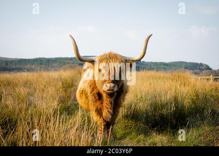 Bas plan de vache écossaise de montagne qui s'est posée et a mangé. Une vache de montagne avec une très longue tuft de cheveux rougeâtre montre directement dans la caméra Banque D'Images