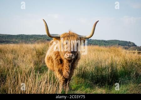 Bas plan de vache écossaise de montagne qui s'est posée et a mangé. Une vache de montagne avec une très longue tuft de cheveux rougeâtre montre directement dans la caméra Banque D'Images