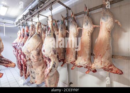 Industrie de la viande, viandes suspendues dans la chambre froide. Carcasses d'agneau et de Cattle coupées et pendues sur crochet dans un abattoir. Découpe halal. Banque D'Images