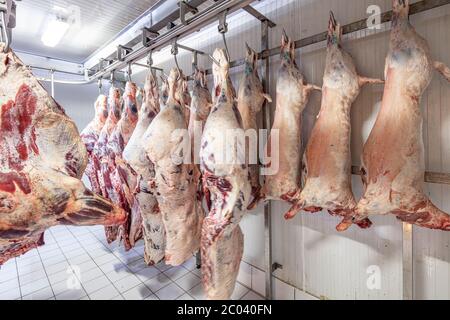 Industrie de la viande, viandes suspendues dans la chambre froide. Carcasses d'agneau et de Cattle coupées et pendues sur crochet dans un abattoir. Découpe halal. Banque D'Images