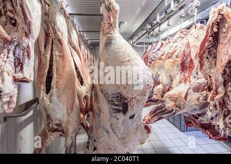 Industrie de la viande, viandes suspendues dans la chambre froide. Carcasses d'agneau et de Cattle coupées et pendues sur crochet dans un abattoir. Découpe halal. Banque D'Images