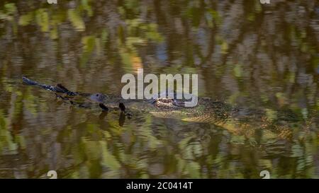 Grand alligator adulte nageant dans l'eau des marais avec un Ibis brillant dans sa bouche lors d'une journée d'hiver ensoleillée et lumineuse de 2020, Predator et proie en Floride Banque D'Images