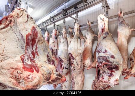 Industrie de la viande, viandes suspendues dans la chambre froide. Carcasses d'agneau et de Cattle coupées et pendues sur crochet dans un abattoir. Découpe halal. Banque D'Images