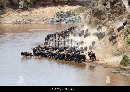 Dérives sur les rives de la rivière Mara pendant la grande migration annuelle. La pression de derrière provoque l'animal à entrer dans la rivière, ce qui va tr Banque D'Images