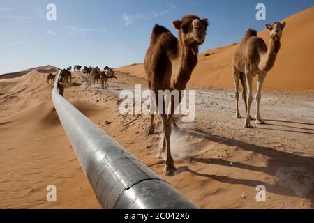 Chameaux marchant sur une piste construite par une compagnie d'exploration pétrolière à côté d'un pipeline d'exportation de pétrole le désert du Sahara, en Afrique du Nord. Banque D'Images