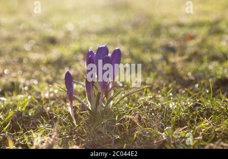 fleurs de crocus pourpres sous le soleil du matin Banque D'Images