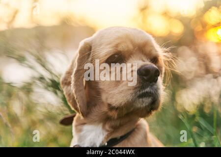 Un jeune épagneul cocker américain est assis sur l'herbe au coucher du soleil. Banque D'Images