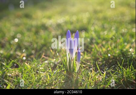 fleurs de crocus pourpres sur l'herbe verte Banque D'Images
