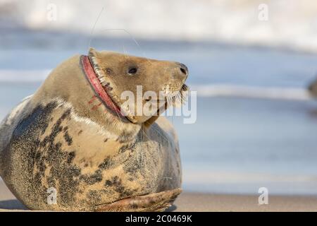 Bien-être des animaux. Phoque blessé souffrant d'une blessure au cou horrible par une ligne de filet de pêche rejetée. Pollution marine plastique danger pour la faune. Triste nature moi Banque D'Images