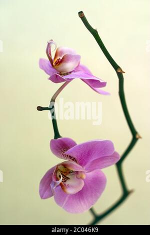 Une orchidée rose sur fond Uni Banque D'Images