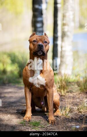 Le Pitbullterrier américain rouge marche à l'extérieur le jour d'été, pitbull Banque D'Images