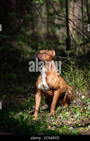 Le Pitbullterrier américain rouge marche à l'extérieur le jour d'été, pitbull Banque D'Images