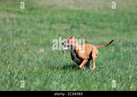 Le Pitbullterrier américain rouge marche à l'extérieur le jour d'été, pitbull Banque D'Images