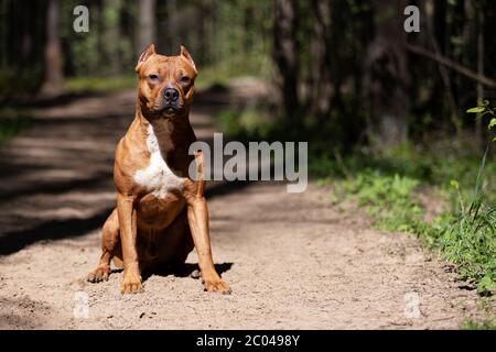 Le Pitbullterrier américain rouge marche à l'extérieur le jour d'été, pitbull Banque D'Images